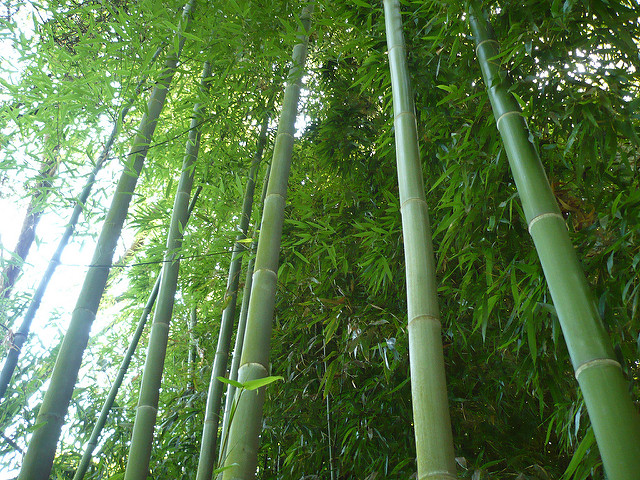Bambou géant