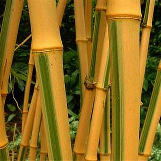 Bambou géant