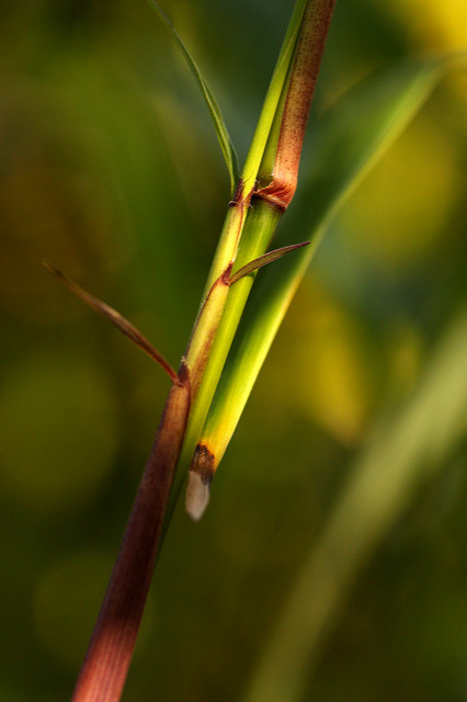 Phyllostachys flexuosa