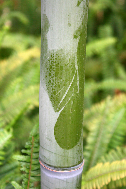 Phyllostachys makinoi