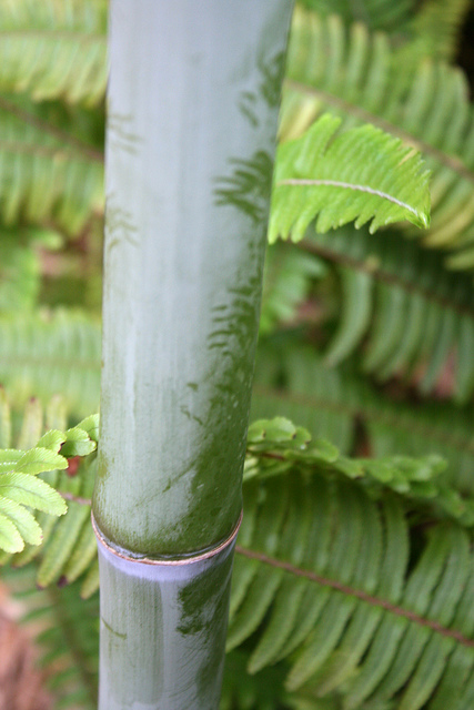 Phyllostachys makinoi