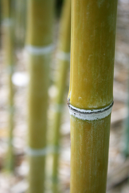 Phyllostachys makinoi