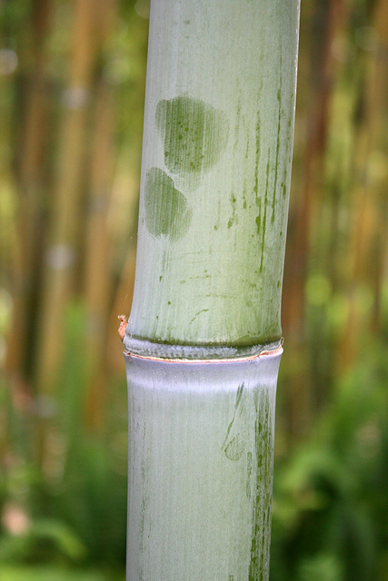 Phyllostachys makinoi