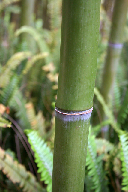 Phyllostachys makinoi