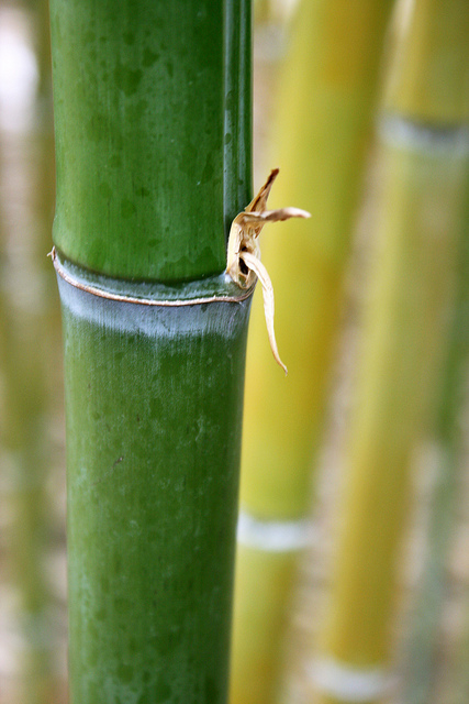 Phyllostachys makinoi