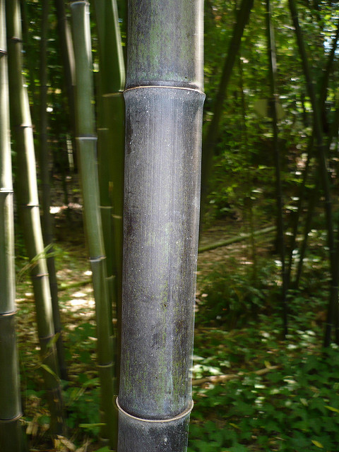 Bambou noir (Phyllostachys nigra)