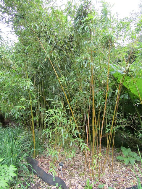 Phyllostachys violascens (Phyllostachys violascens)