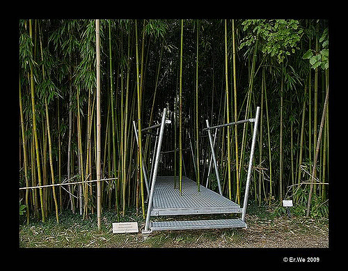 Phyllostachys viridiglaucescens