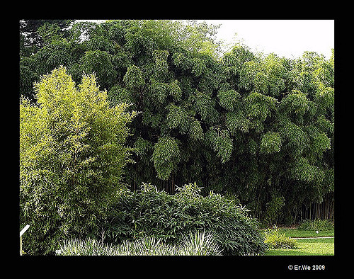 Phyllostachys viridiglaucescens