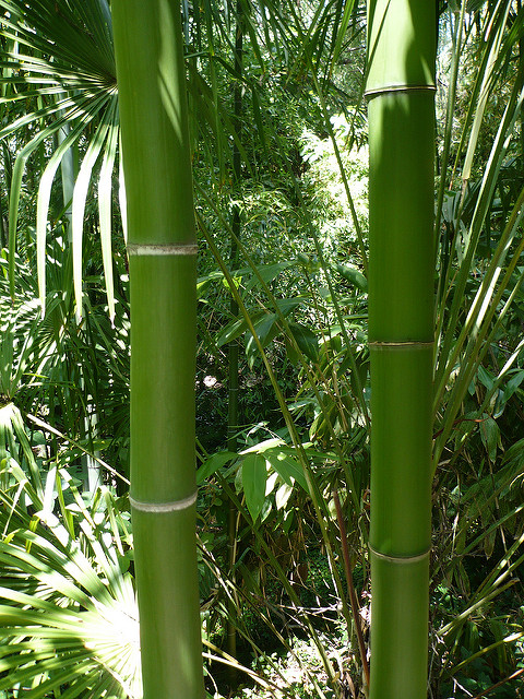 Phyllostachys vivax