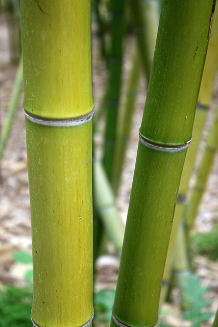 Phyllostachys vivax