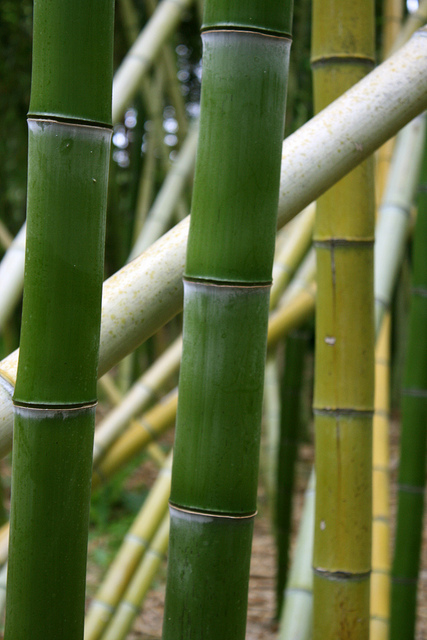 Phyllostachys vivax