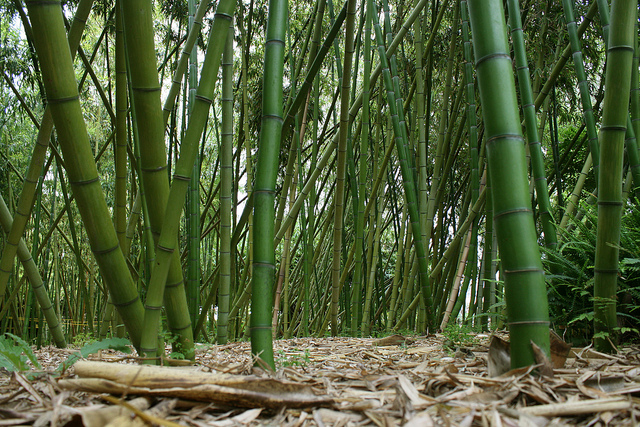 Phyllostachys vivax