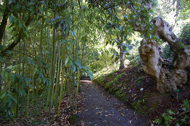 Phyllostachys vivax