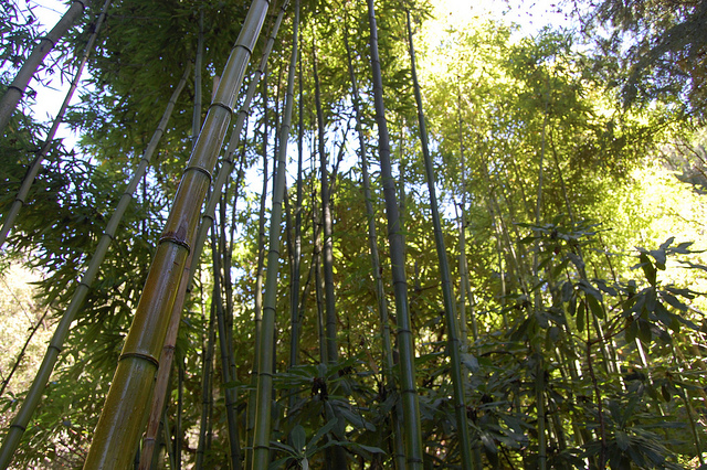 Phyllostachys vivax