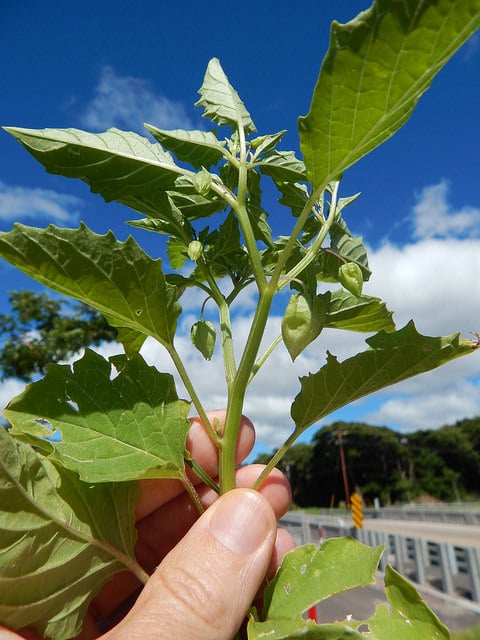 Physalis angulata