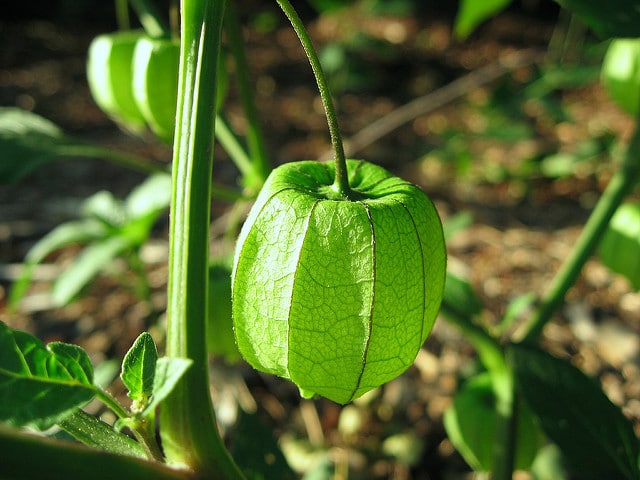 Physalis angulata