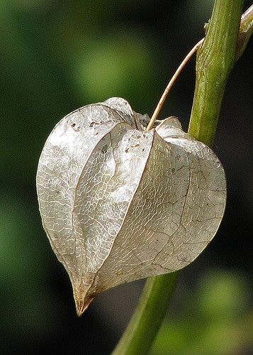 Physalis angulata