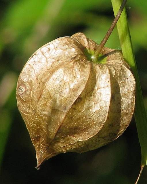 Physalis angulata