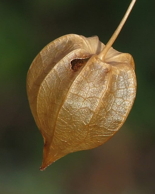 Physalis angulata