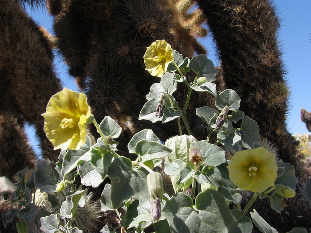 Physalis crassifolia