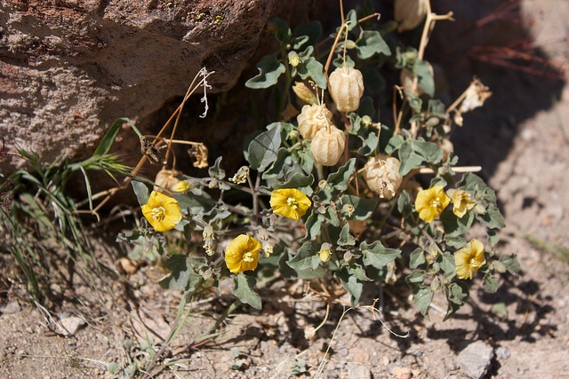 Physalis crassifolia