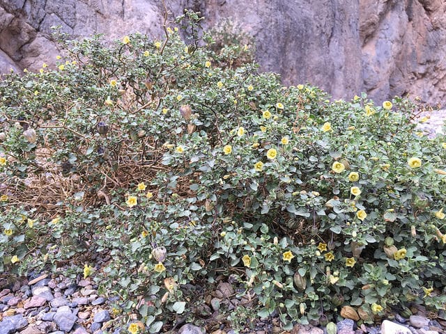 Physalis crassifolia