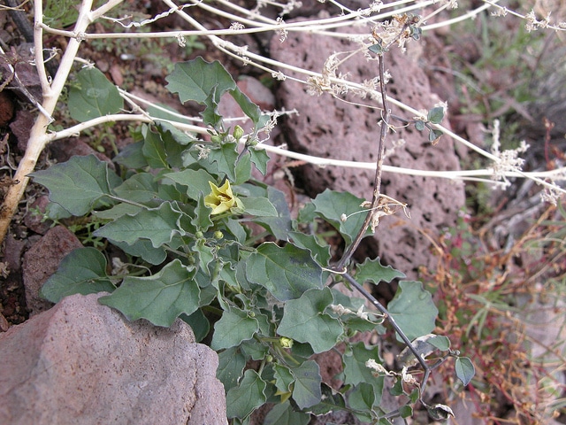 Physalis crassifolia (Physalis crassifolia)