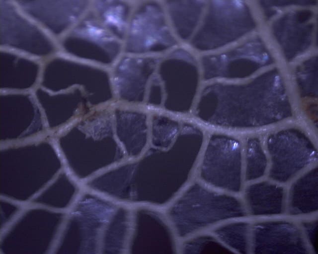 Physalis heterophylla (Physalis heterophylla)
