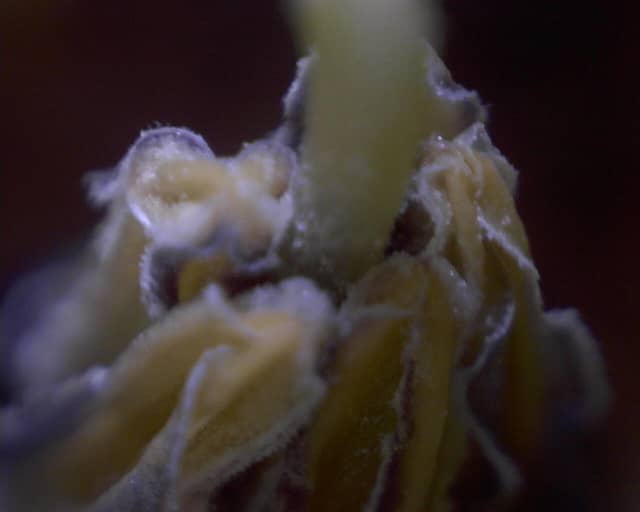 Physalis heterophylla