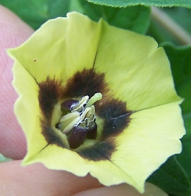 Physalis heterophylla