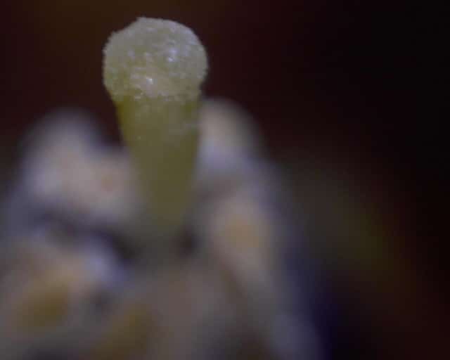 Physalis heterophylla