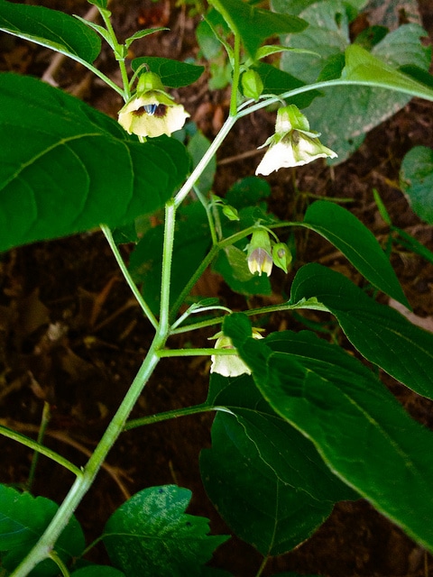 Physalis heterophylla