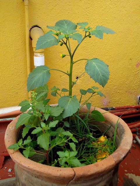 Tomatille