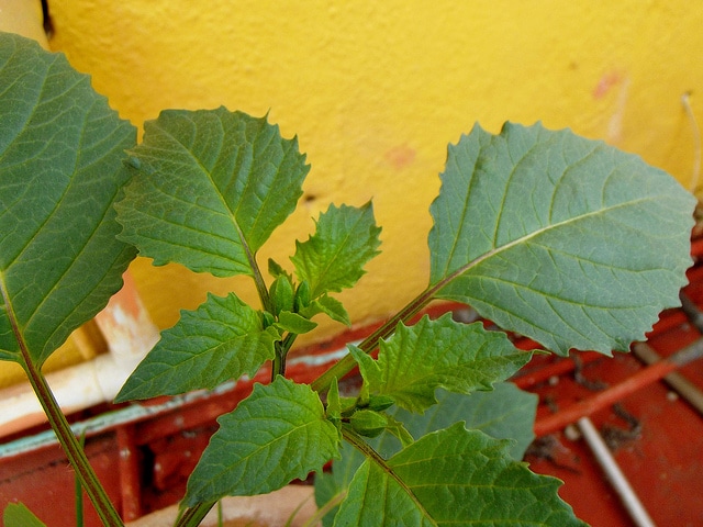 Tomatille