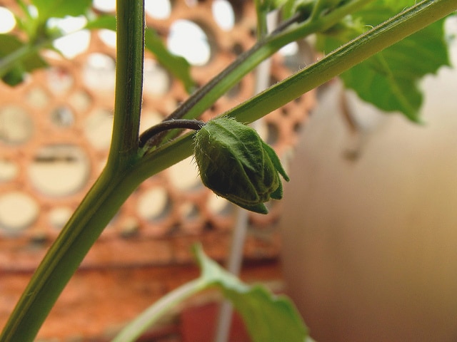 Tomatille