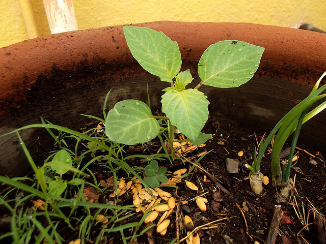 Tomatille