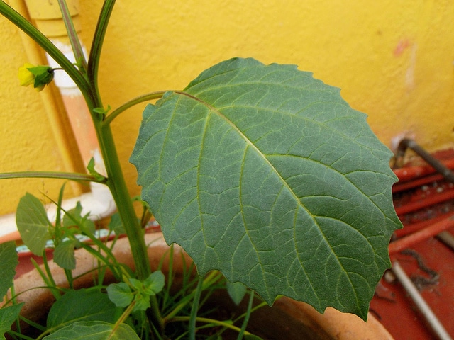 Tomatille (Physalis ixocarpa)