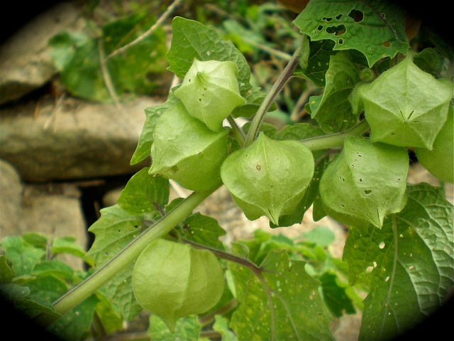 Coqueret du pérou