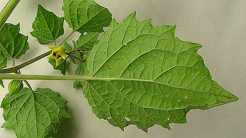 Physalis pubescens