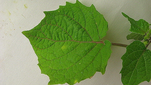 Physalis pubescens