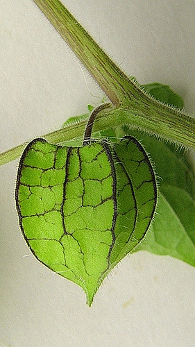Physalis pubescens