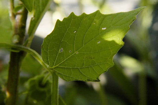 Physalis subglabrata (Physalis subglabrata)