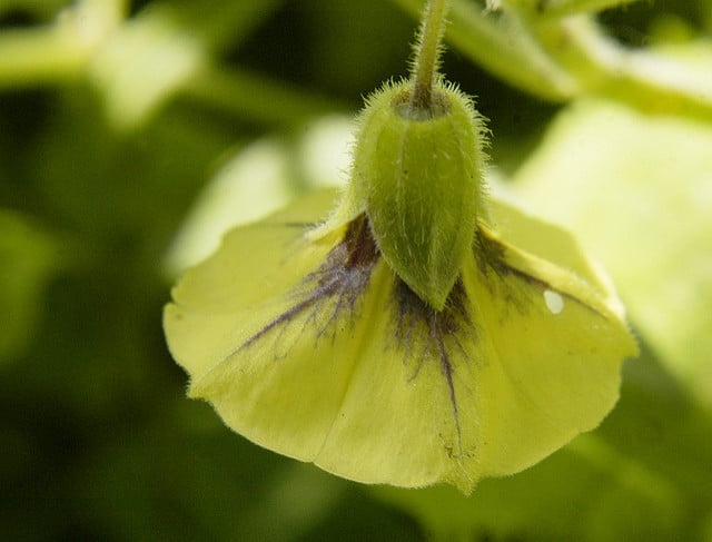Physalis subglabrata