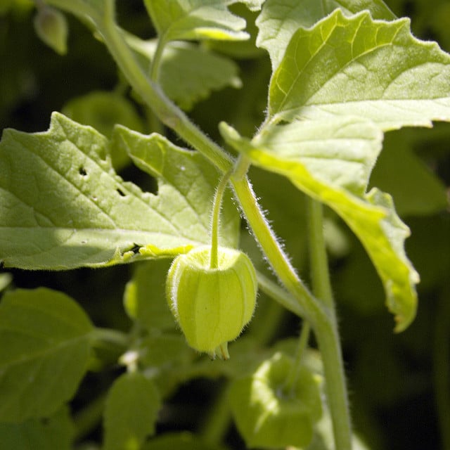 Physalis subglabrata