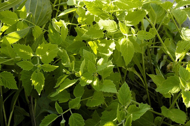 Physalis subglabrata