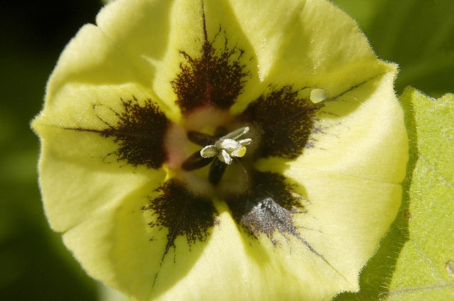 Physalis subglabrata
