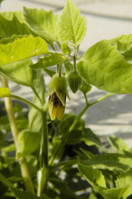 Physalis subglabrata