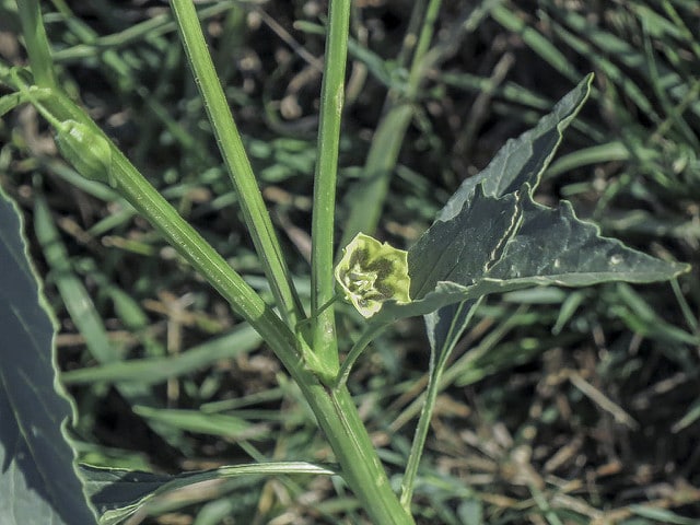 Physalis virginiana (Physalis virginiana)