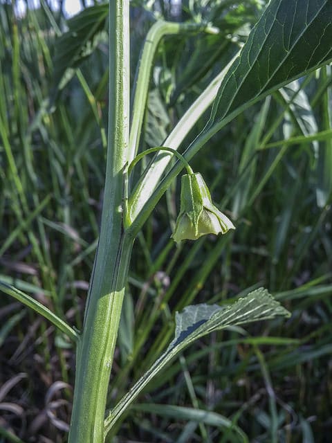 Physalis virginiana